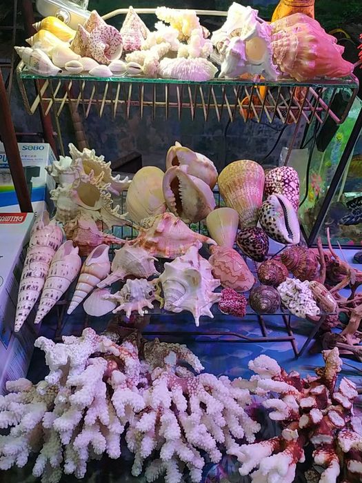 Ракушки для аквариума! Коллекционные и для аквариума.