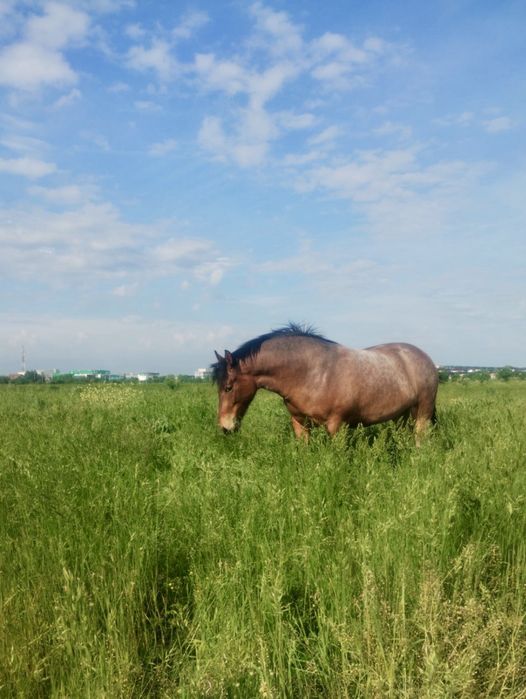 Vând cal semi-greu, femelă pentru călărie sau tracțiune