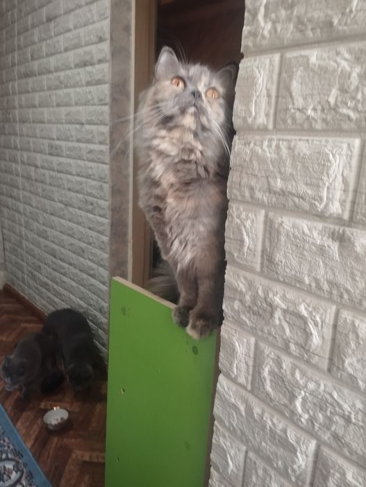 Продаётся девочка Скоттиш страйт