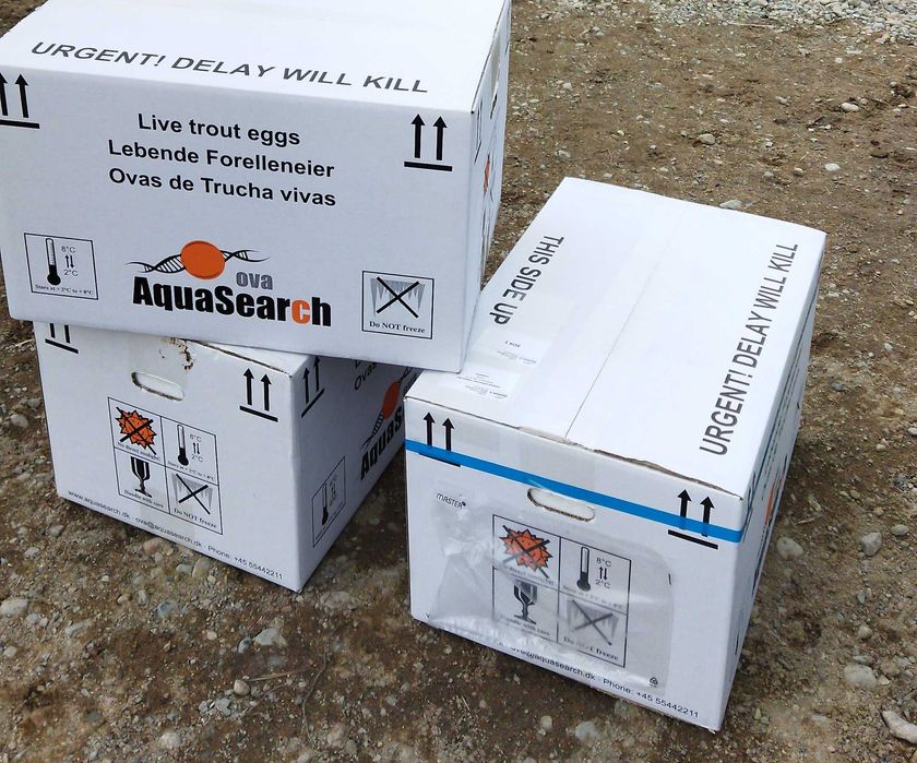 Оплодотворенная икра радужной форели