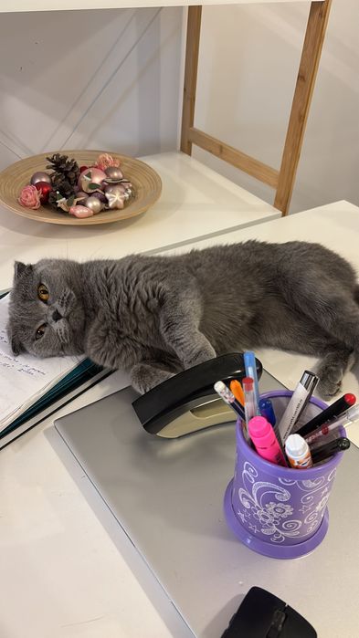 Donez pisici british shorthair