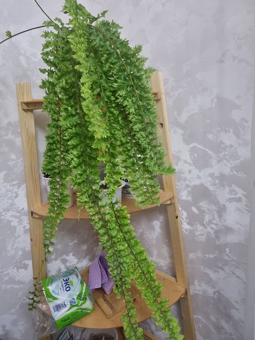 Папоротник королевский