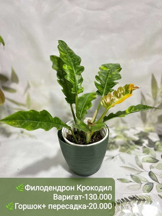 Крассула, Калатея фьюжен, Асплениум и др