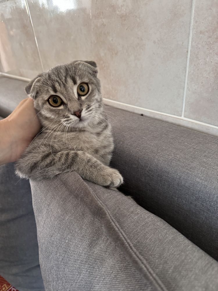 Девочка. В добрве руки!