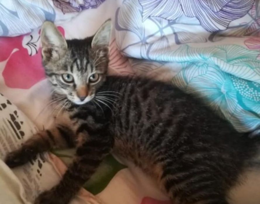 Котя-котечка мальчик!