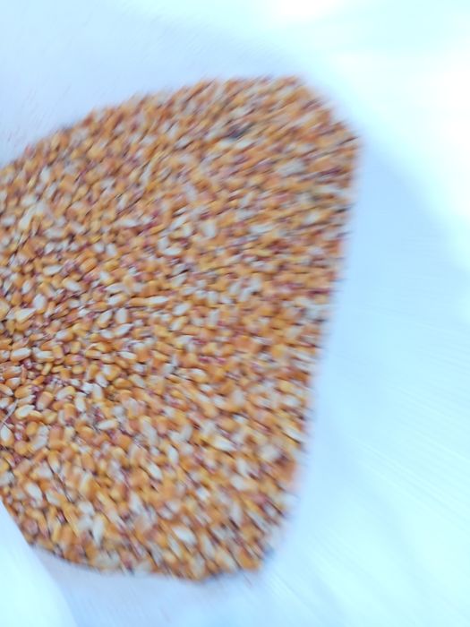 Жаксы сапалы жугерi дан