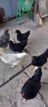 Puicute australorp și țărănești