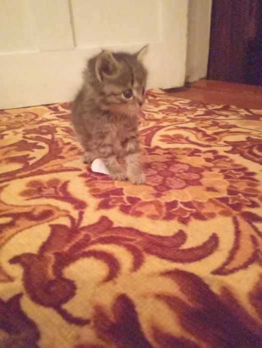 Отдам котят в добрые руки