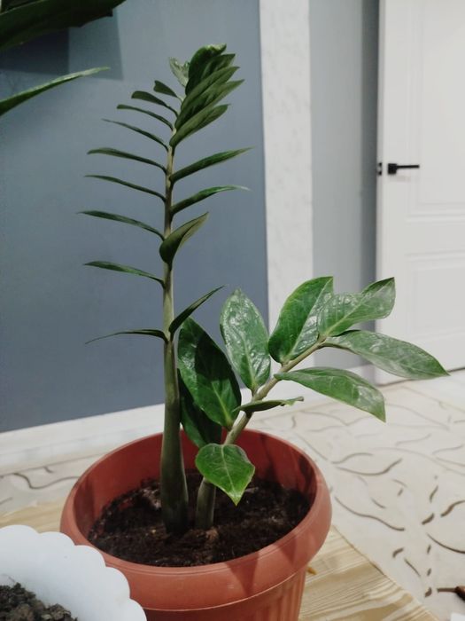 Доллар Гулы Улкен Сатамын