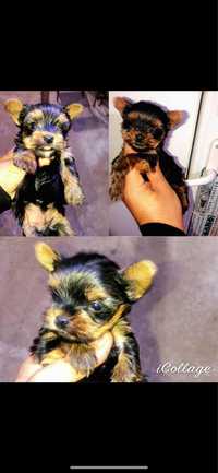 Pui yorkshire terrier