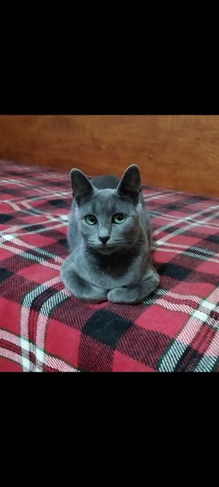 Котета порода Руска синя котка