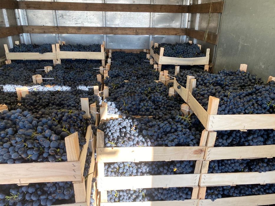 Struguri de masa- Moldova