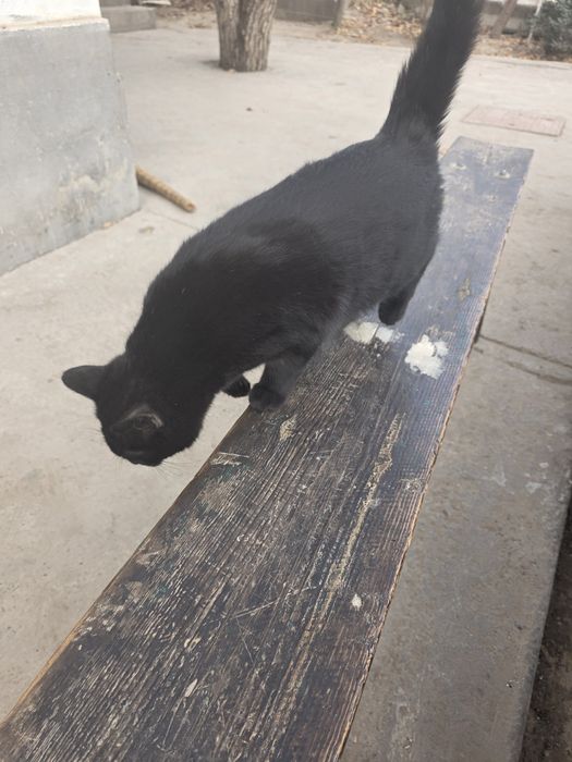 Мушук зато бошка