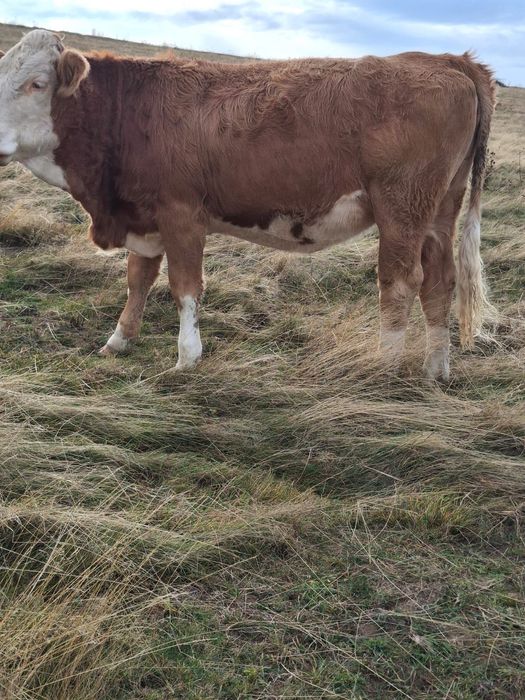 Vând junincă gestantă