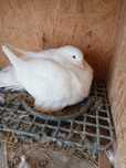 Porumbei mondaine