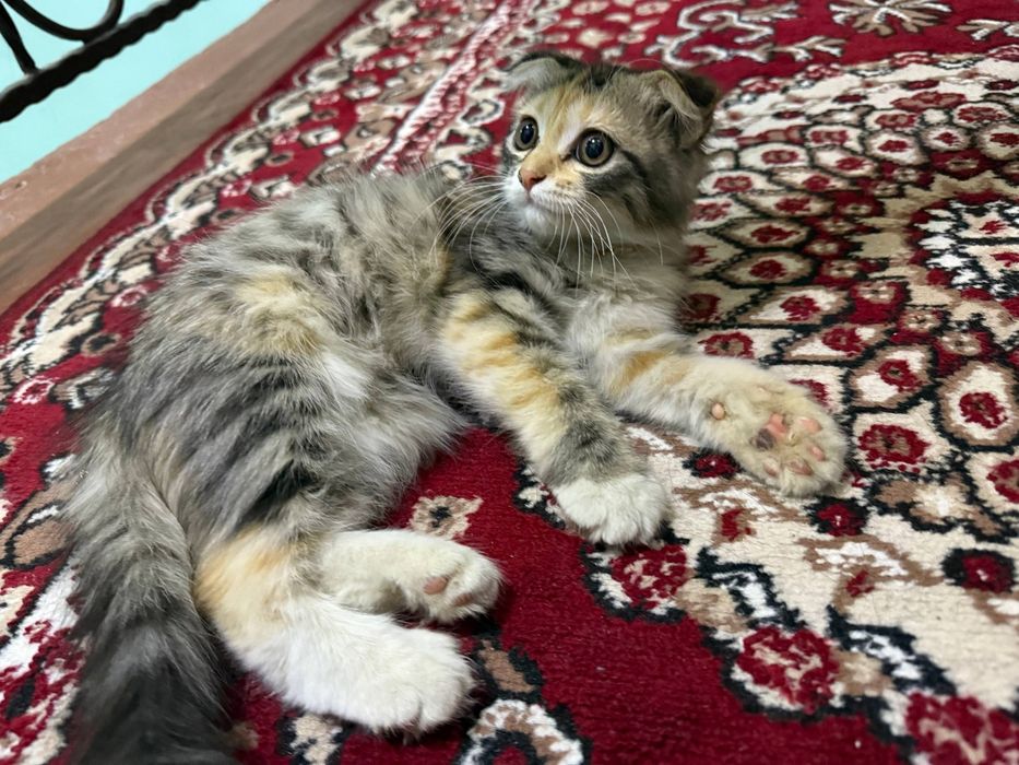 Scottish fold 3 oyli qiz bola