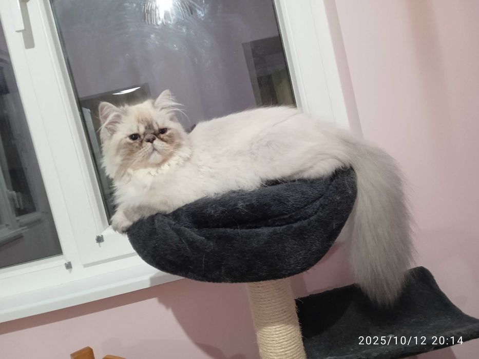 Персийски котенца