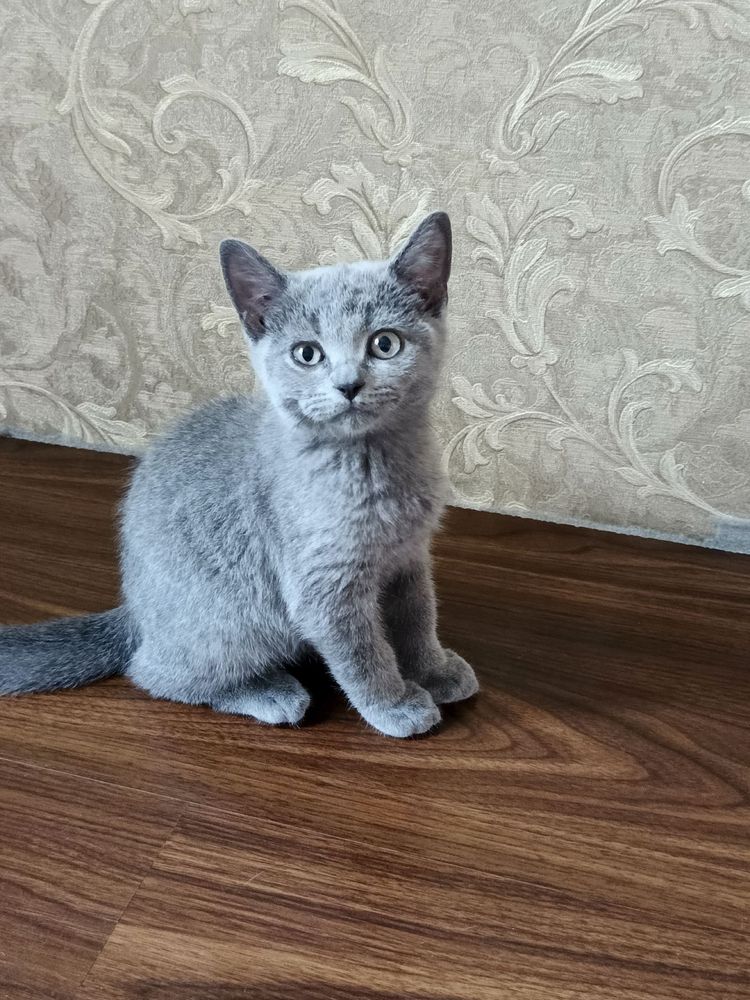 Кошка британская