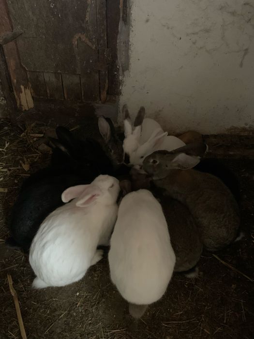 Vand cocosi si iepuri rasa mixta