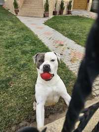 Amstaff pedigree