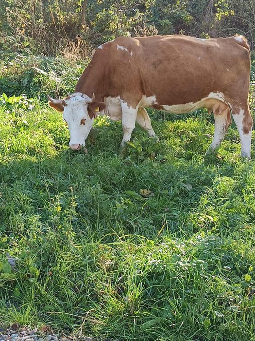 De vânzare vaca de 4 ani cu 2 viței tăurasi