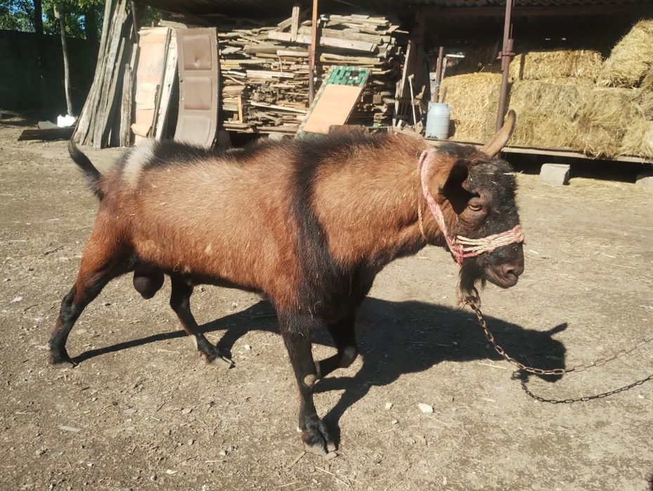 Vând/ schimb țap alpin