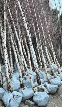 Arbori Foioși (Tei, Platan, Carpen) | Plante la Balot