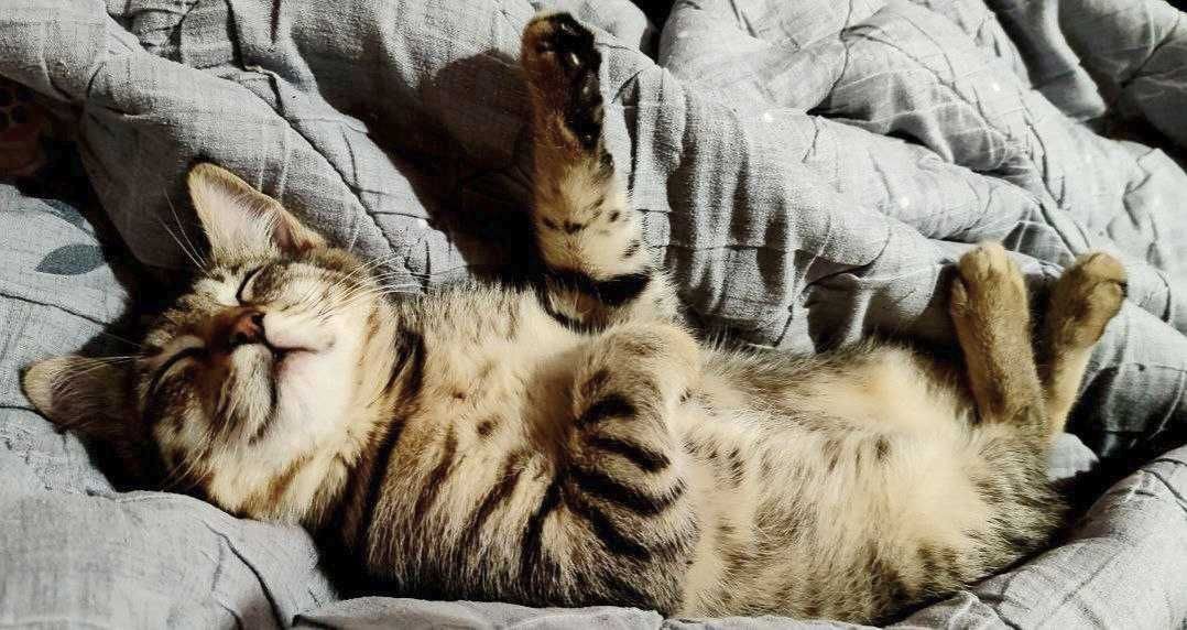 Отдам в добрые руки котенка