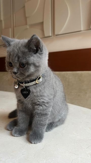 котёнок британский мальчик