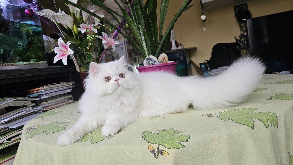 Персийско котенце