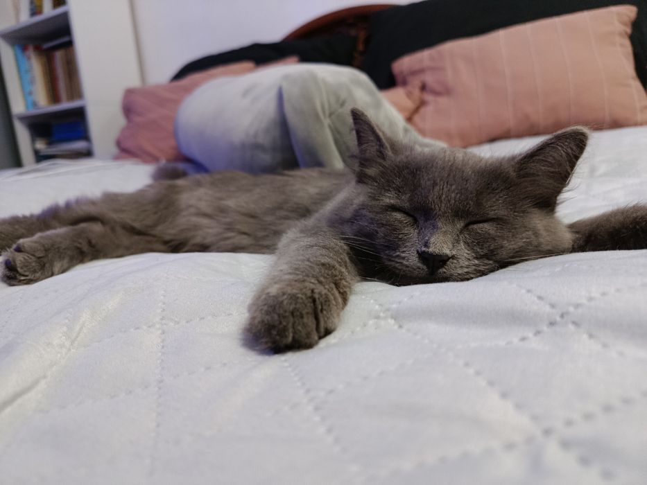 Котенок красивый, ласковый в добрые руки