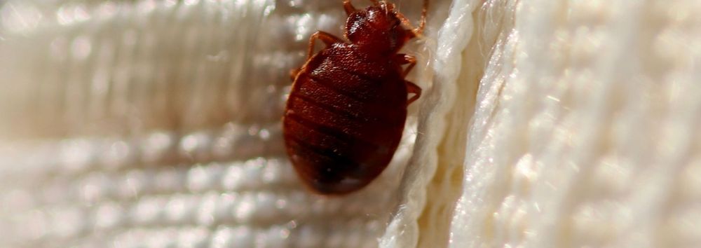 Dezinsectie plosnite de apartament plosnite de pat dezinsecție