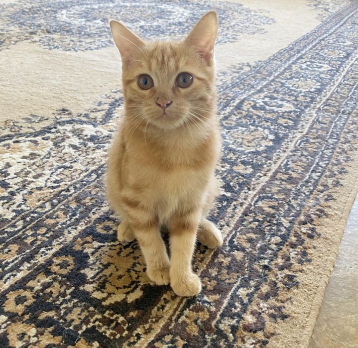 Потрялись коты ,люая информация за вознограждение !
