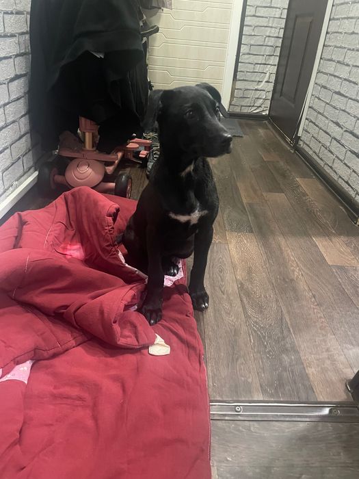 Щенка в добрый ручки