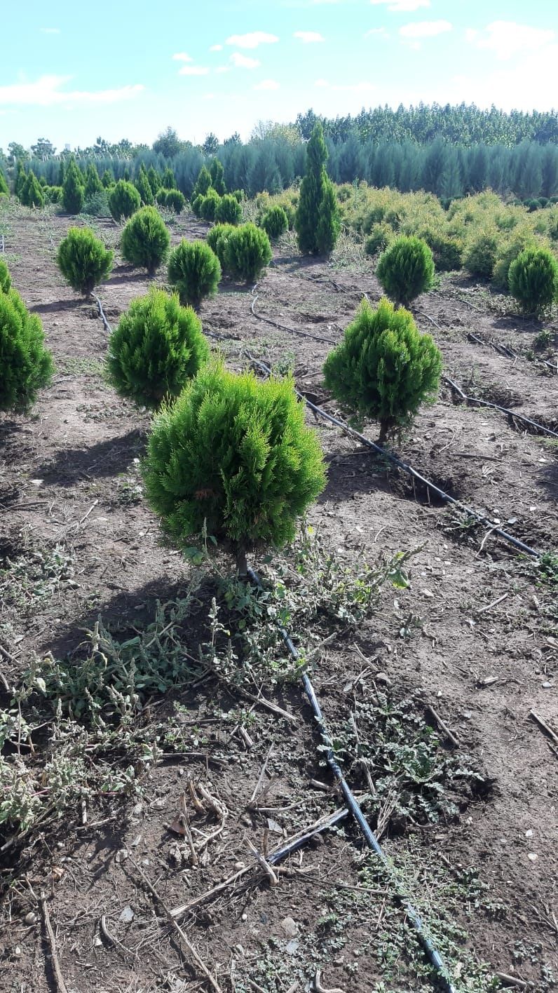 Pepinieră,plante ornamentale,tuhia,globular,pom pon,spirală,arțar,etc.