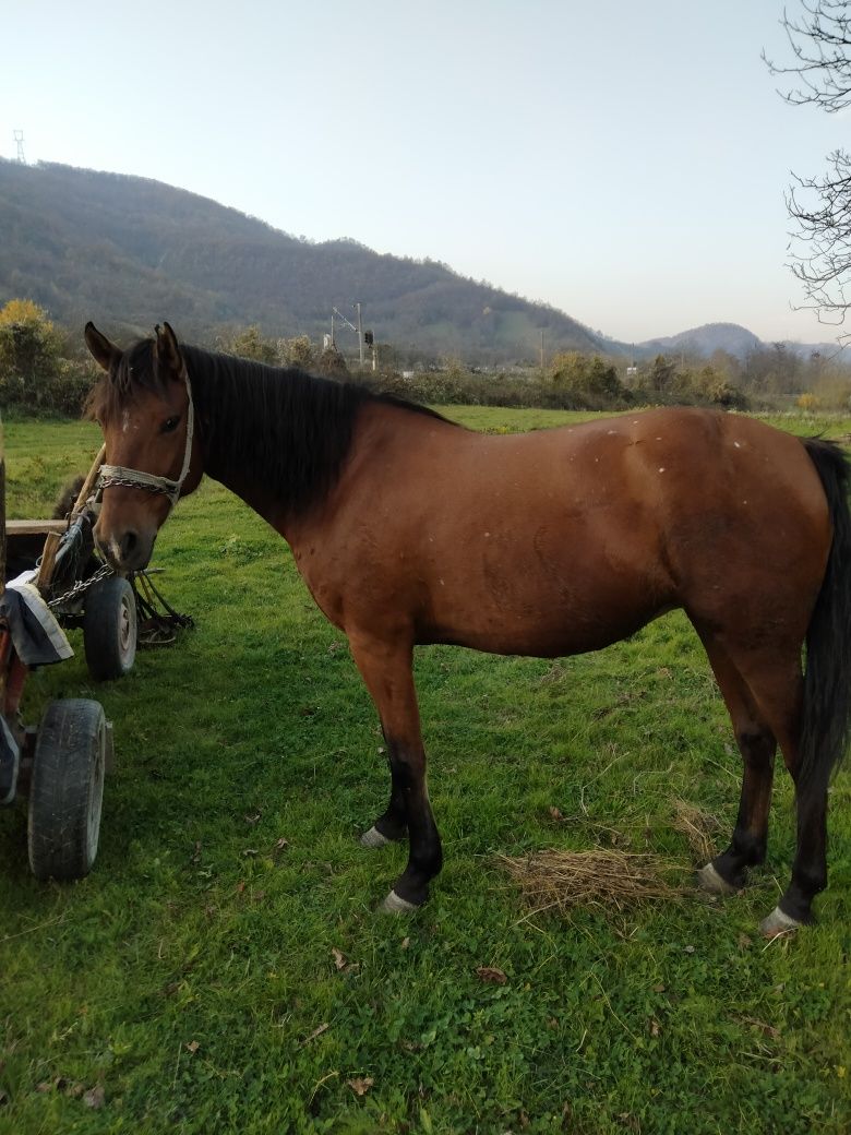 Vântd un cal tânăr din rasa lipițan preț negociabil la fața locului