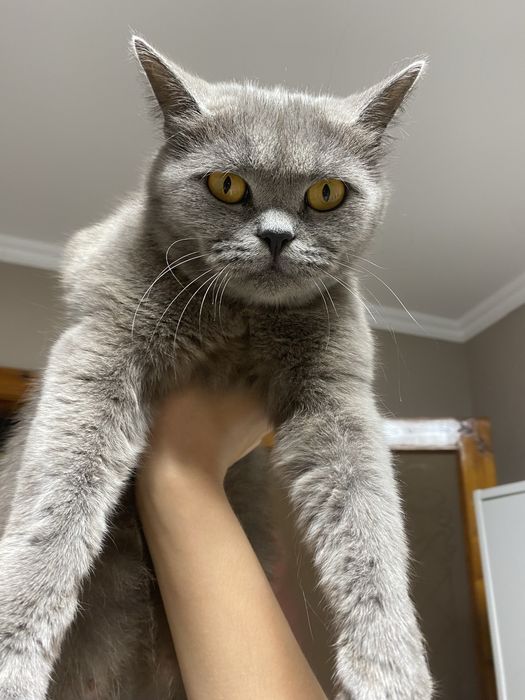 Кошка породистая