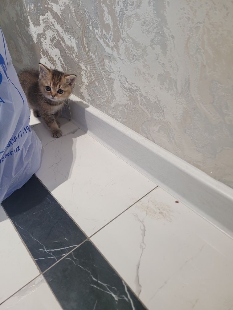 Продаётся кошки не дорого