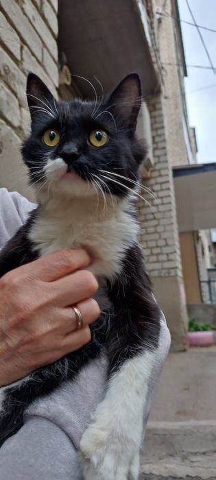 Отдам молодую кошечку в добрые руки