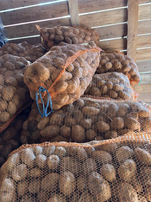 Cartofii de consum,sau pentru iarna.