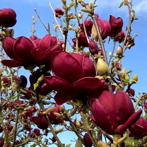 Magnolia Yellow River
