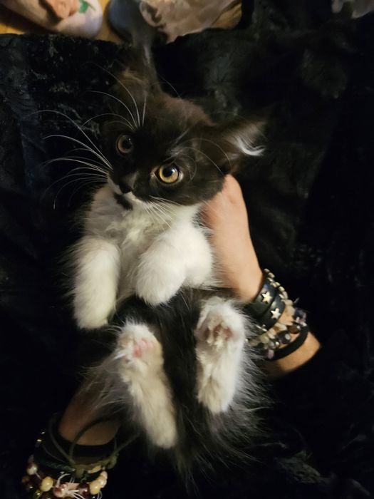 Спешно Котенца за осигуряване
