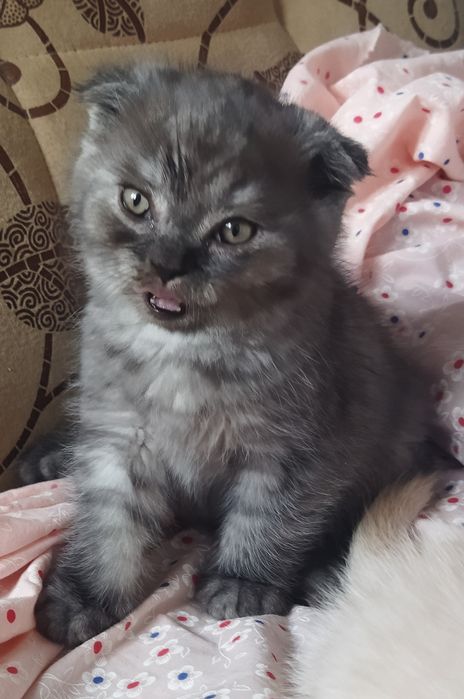 Шотландский котёнок Фолд