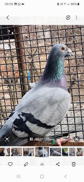 Vand porumbei maraton extrem