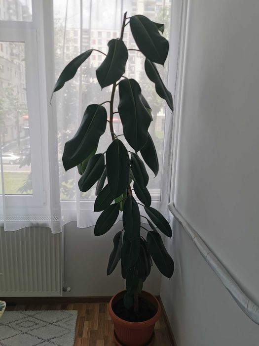 Ficus- plantă de apartament