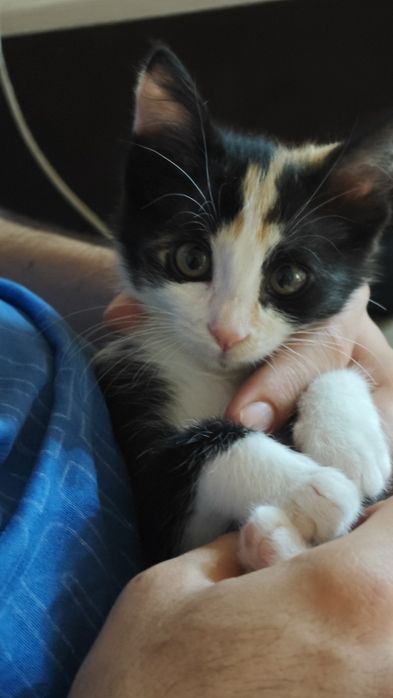 Котенок трехцветка в добрые руки