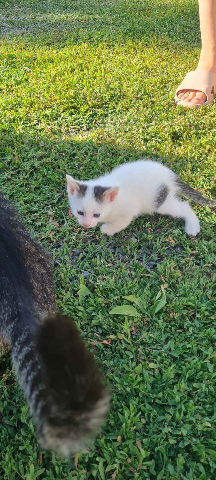 Dau spre adopție 3 pisicuți