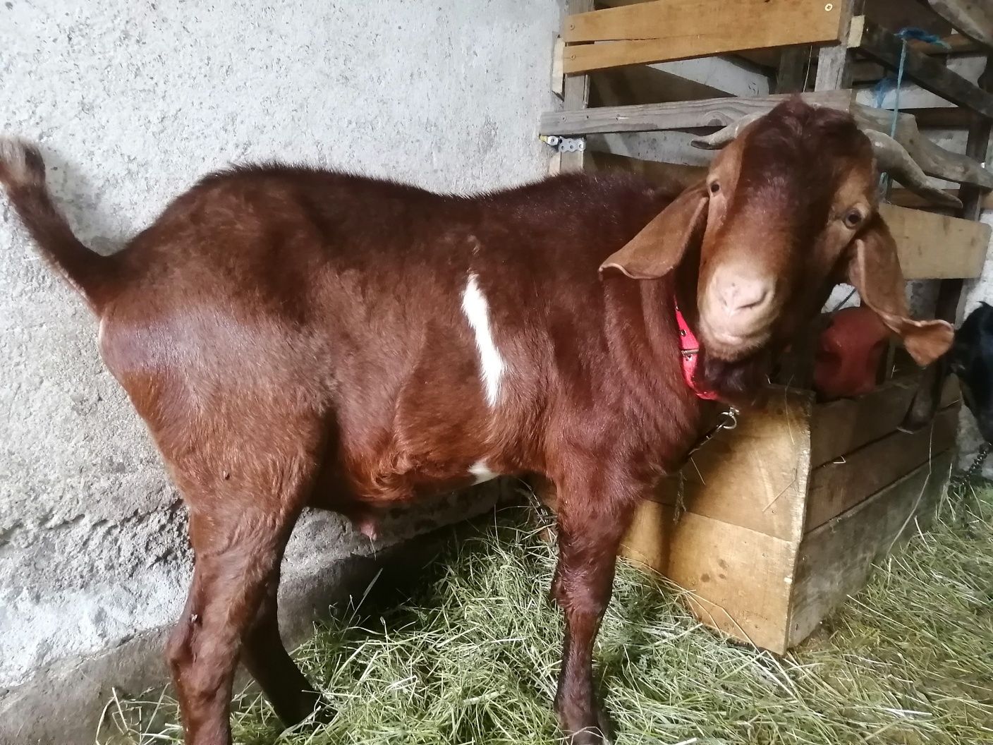 Vând sau schimb Țap boer, din 2024.