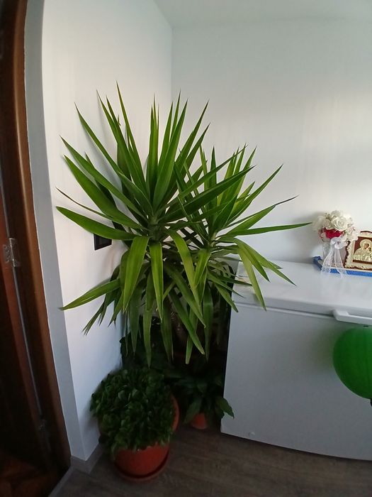 Vând floare yucca