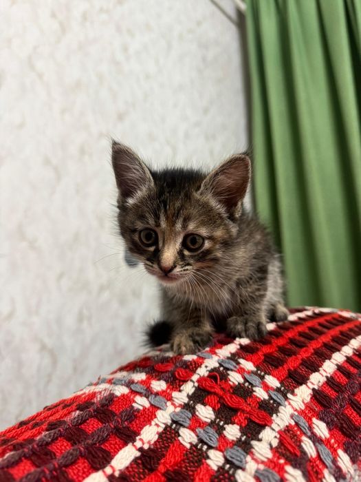 Ачеравашки котята девочки